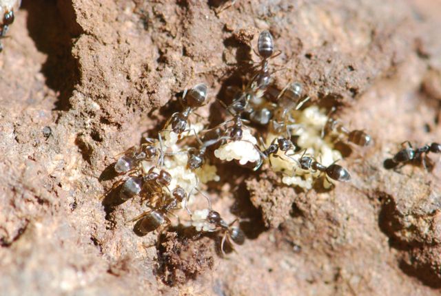 ants-under-rocks