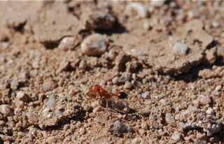 harvester-ant