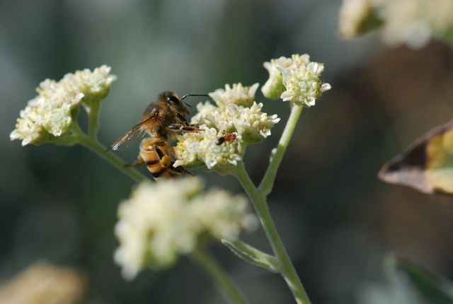 honeybee-ant