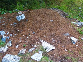 wood-ant-mound