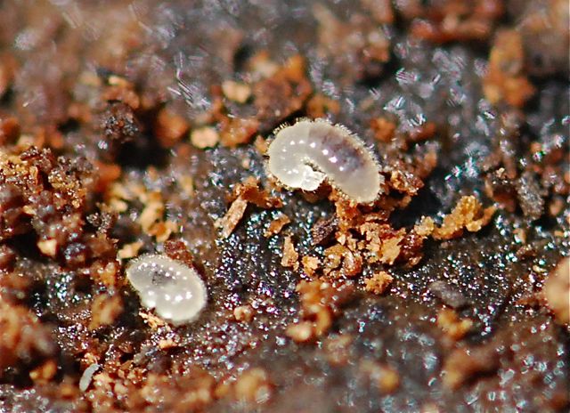 ant-larva2