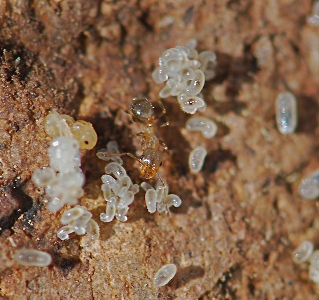 ant-larva3