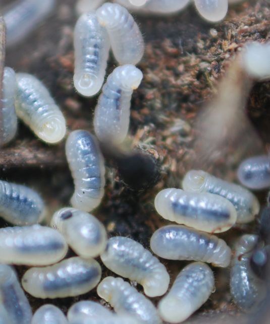 ant-larvae