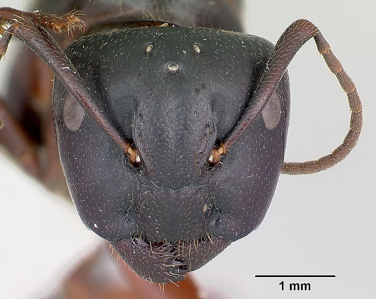 Camponotus_herculeanus_head_2