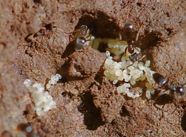 Ants eggs (centre and slightly left)