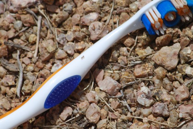 forelius-toothbrush-a