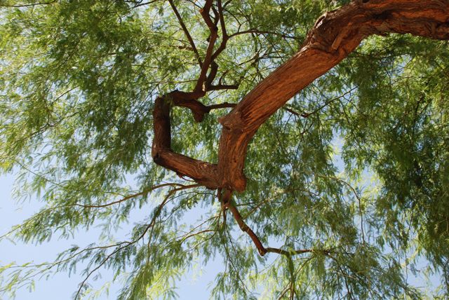mesquite-tree