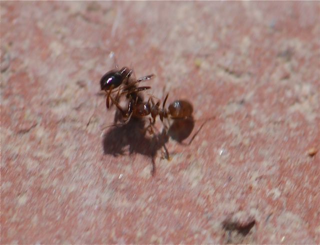 carrying-ant