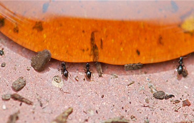 ants-drink-honey