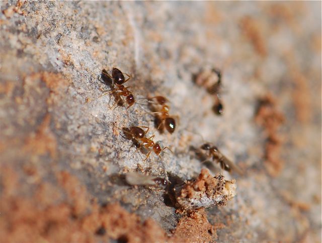 ants with alates