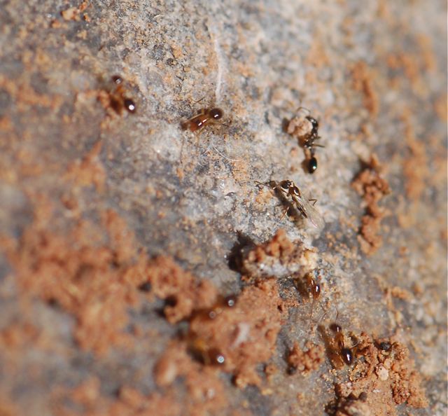 ants with alates2