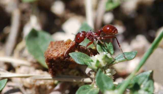 ant-carrying-dog-food-2