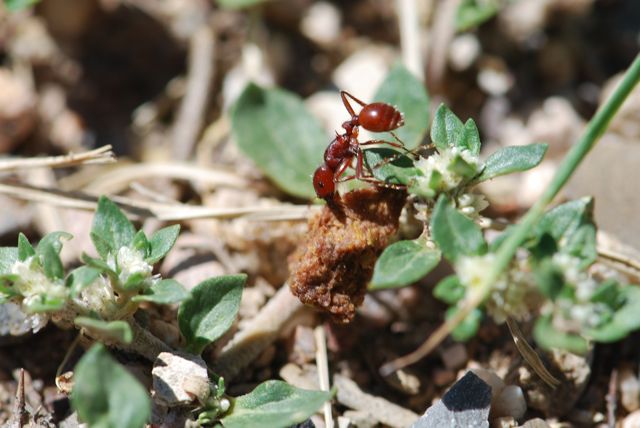 ant-carrying-dog-food