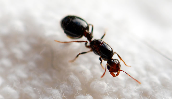 What Does A Queen Ant Look Like? – Wild About Ants