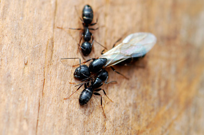 Ant colony Camponotus Nearcticus with 1-5 workers and brood Queen ant 